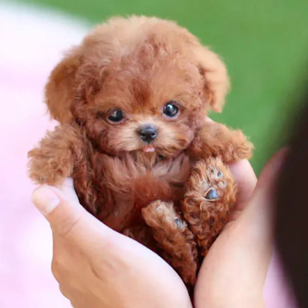 Buigbare pluchen puppy voor creatief spel