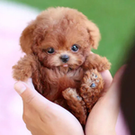 Buigbare pluchen puppy voor creatief spel