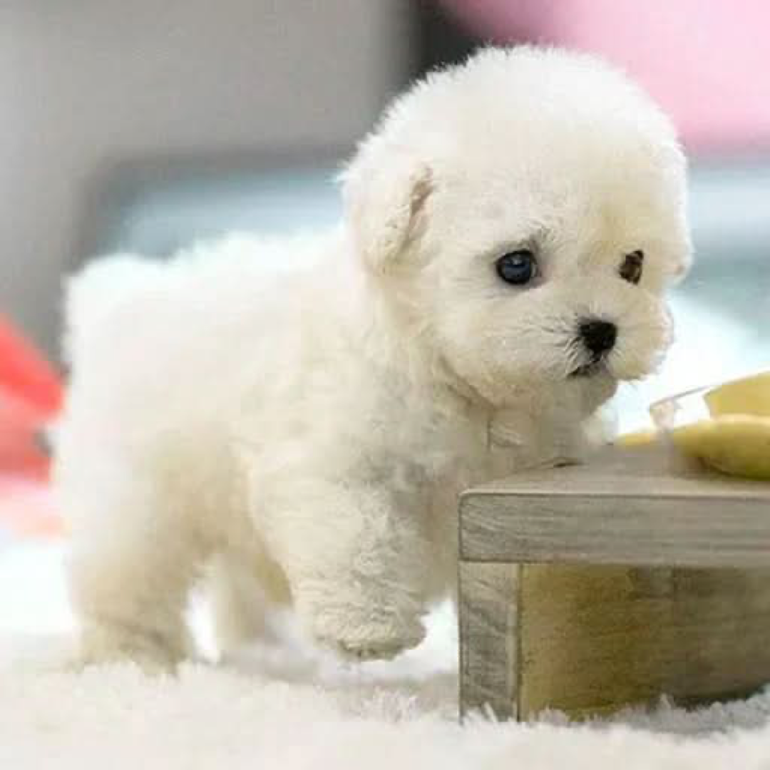 Buigbare pluchen puppy voor creatief spel
